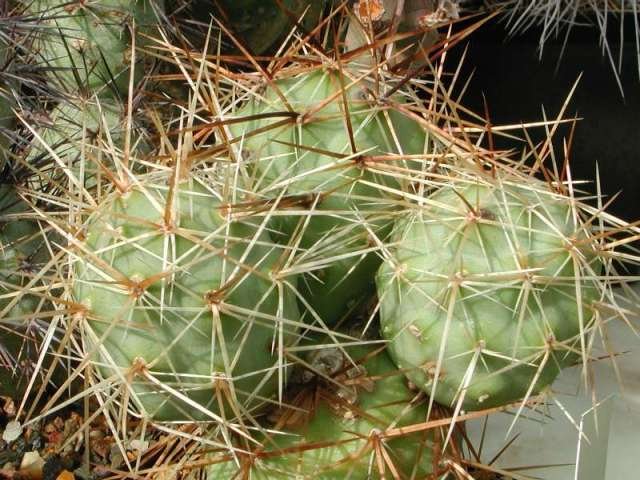 Tephrocactus_alexanderi_1